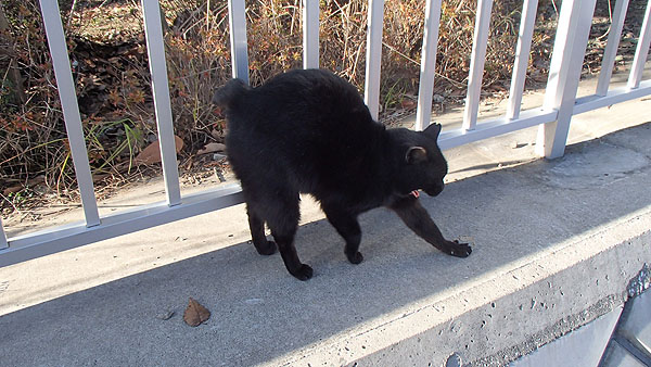 若洲公園内の猫